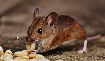 dead-animal-removal-and-decontamination Experts in Ardmore
